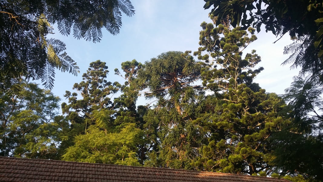 Rainforest canopy of hoop pine and Bunya pines at Callan Park