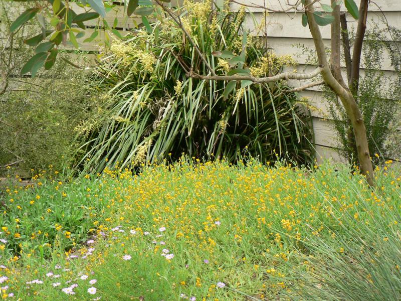 Lomandra hystrix (Creek Mat-rush), Snape garden