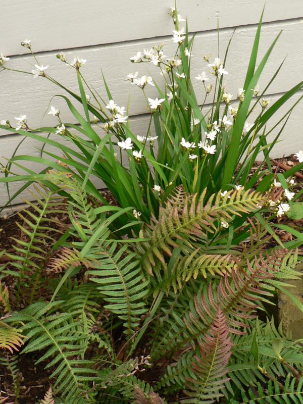 Libertia paniculata (Branching Grass-flag) and Doodia aspera (Prickly Rasp Fern) enjoy similar conditions, Snape garden