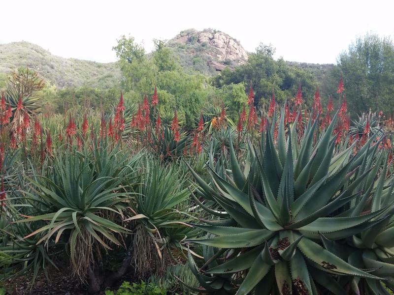 Aloe plants in the African Garden