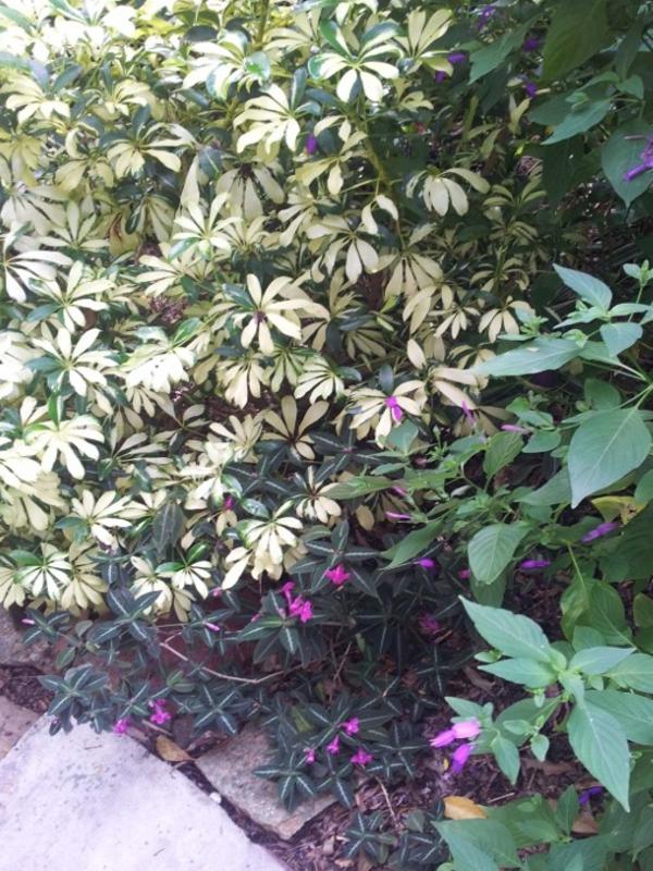 Shady garden area with trailing velvet plant (Ruellia makoyana) flowering as a ground cover