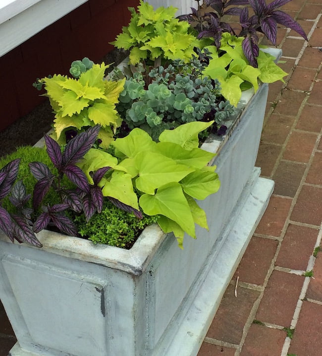 Strong colour contrasts in this container with purple Strobilanthes dyeriana, golden Ipomaea and Solenostemon and blue-green succulent
