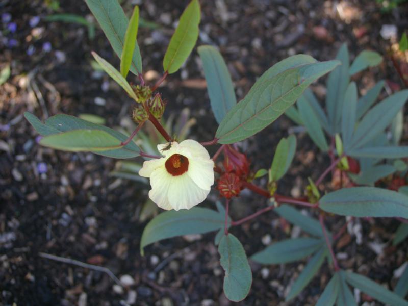 The red eyed cream flower, flower buds and fruit