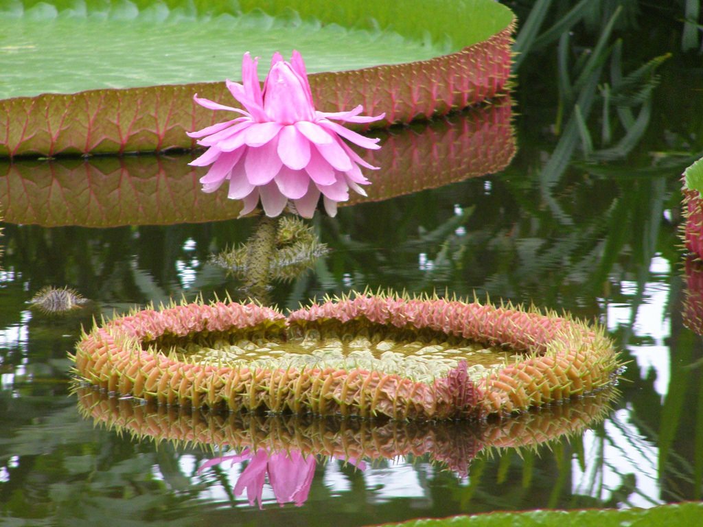 Victoria amazonica pink-purple male flower head. Photo by belgianchocolate. Creative Commons Licence 2.0