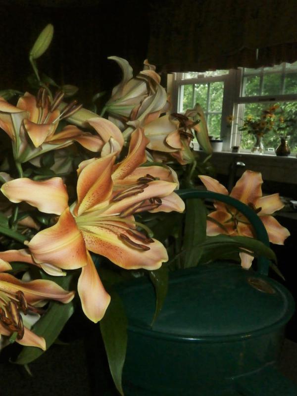'Red Hot Mama' lilies blown over in a storm were brought inside.