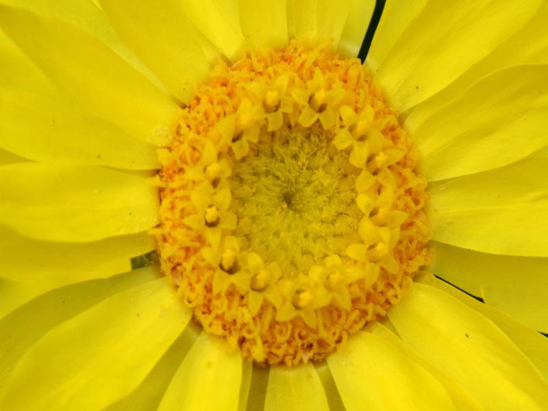 Schoenia fillifolia closeup. A flower that’s not really a flower!