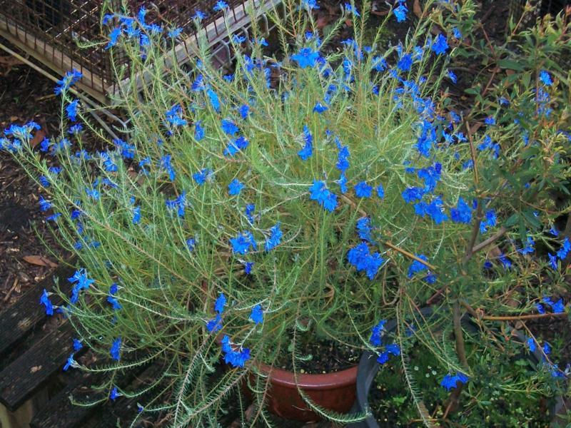 Lechenaultia biloba, a stunning blue flower on an open shrub, generally about half a metre high. Photo by Brian Roach.
