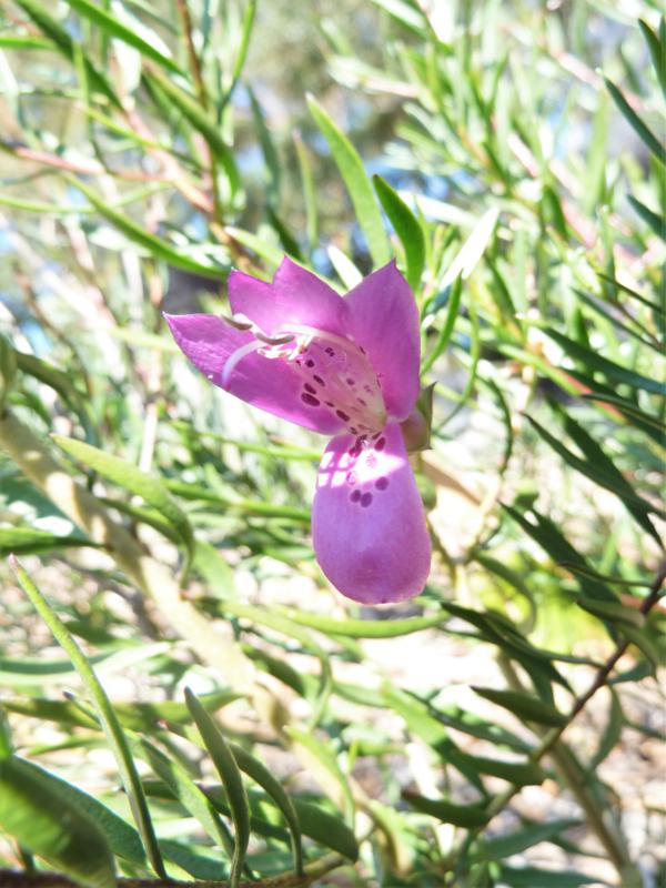 Eremophila flower. Photo by Heather Miles.