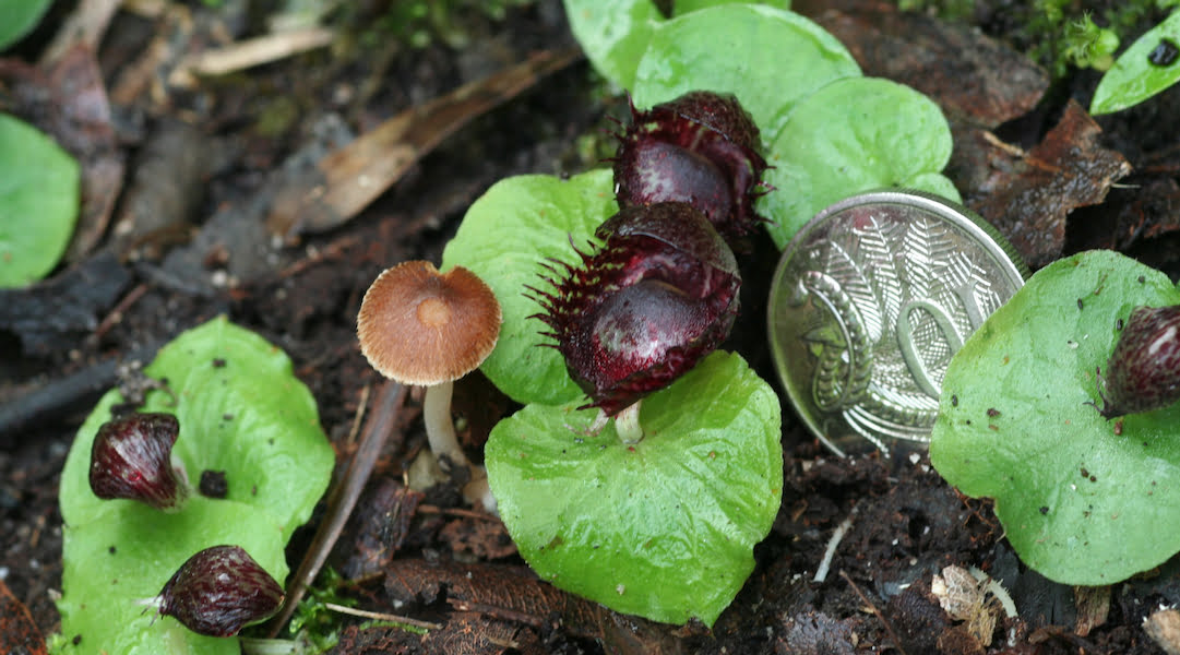 Corybas fimbriatus orchids compared to a 10 cent coin