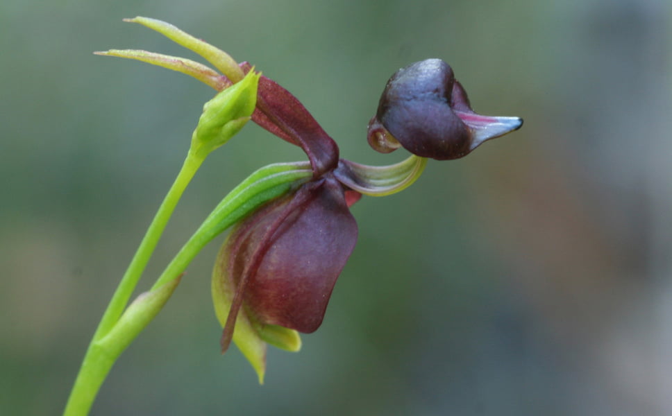 Caleana major (Large Flying Duck Orchid) showing the remarkable resemblance to a duck in flight