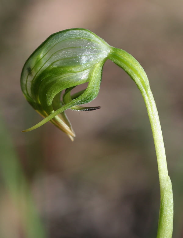 Pterostylis nutans (Nodding Greenhood) with its translucent nodding flower