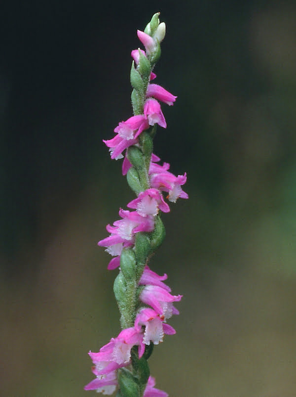 Spiranthes australis (Austral Ladies Tresses) with its flowers arranged in a dense spiral spike