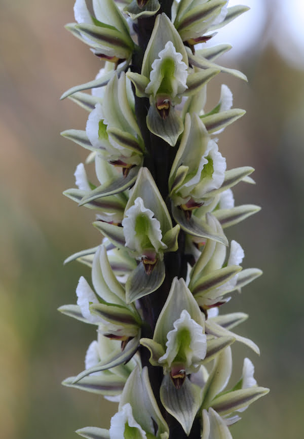 Prasophyllum elatum (Tall Leek Orchid), the flowers of which from a distance resemble those of the grass trees (Xanthorrhoea)