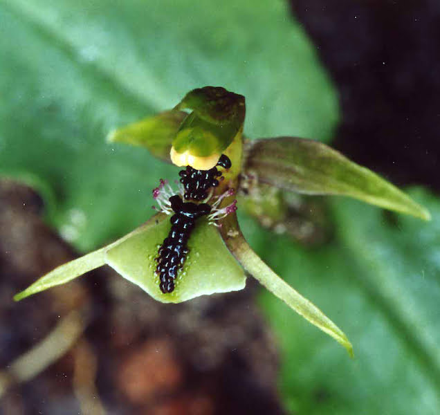 Chiloglottis formicifera (Common Ant Orchid) showing the insect-like arrangement of glands and calli on the labellum. The browns and greens of the dull-coloured flowers make them difficult to spot