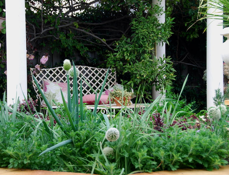 Herb bed showing the spring onions in flower