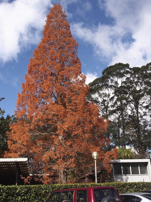 Bald cypress, Taxodium distichum in its autumn bronze colours at Blue Mountains Botanic Garden, Mt Tomah, NSW