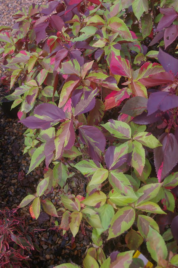 Acalypha 'Camouflage' has bold patches of colour