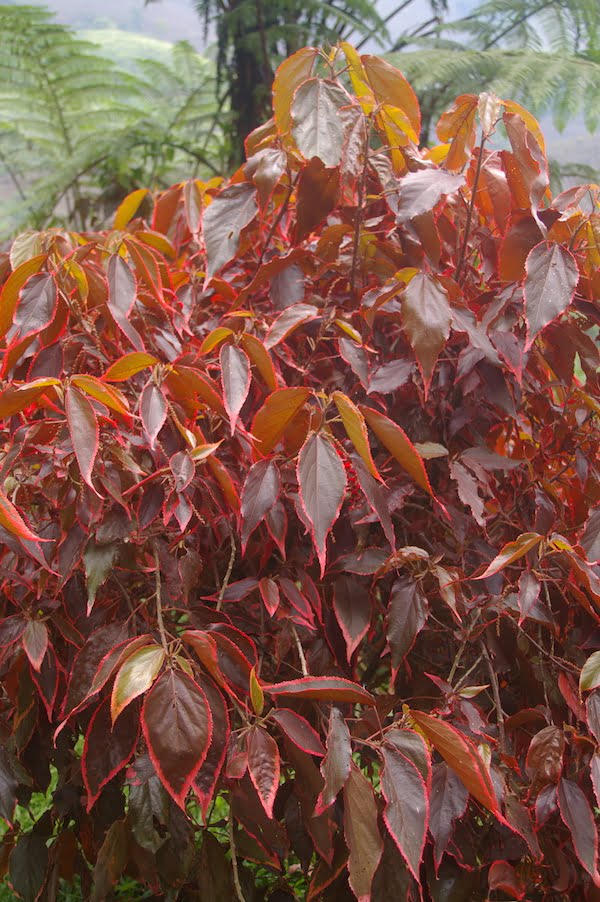 Acalypha 'Marginata' is probably the most cultivated of the acalyphas