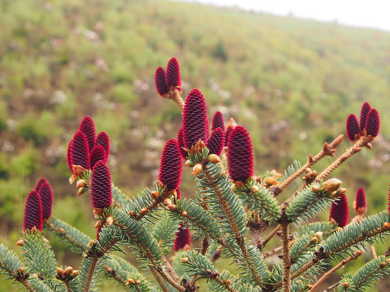 Blood-red cones on Picea likiangensis