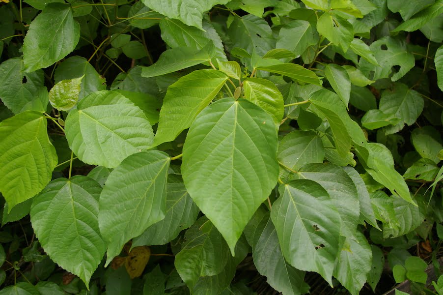This green leafed Acalypha cultivar is grown as a famine food in Vanuatu