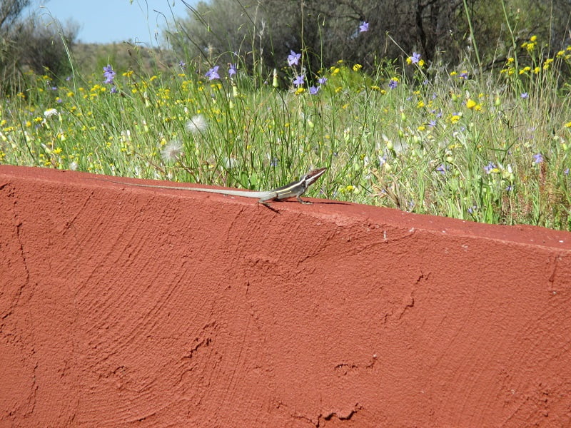 Is this a picture of a lizard or of blooming native Australian bluebells and daisies?
