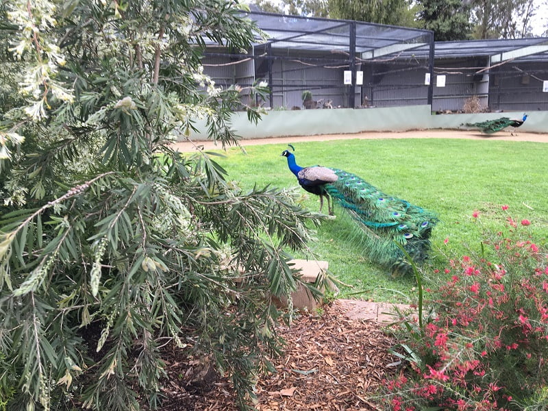 You don’t see the plants for the peacocks! Wagga Botanic Garden
