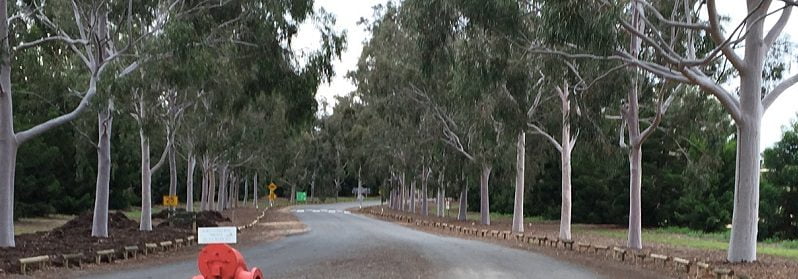 Impressive entry avenue at Australian Inland Botanic Gardens at Mildura