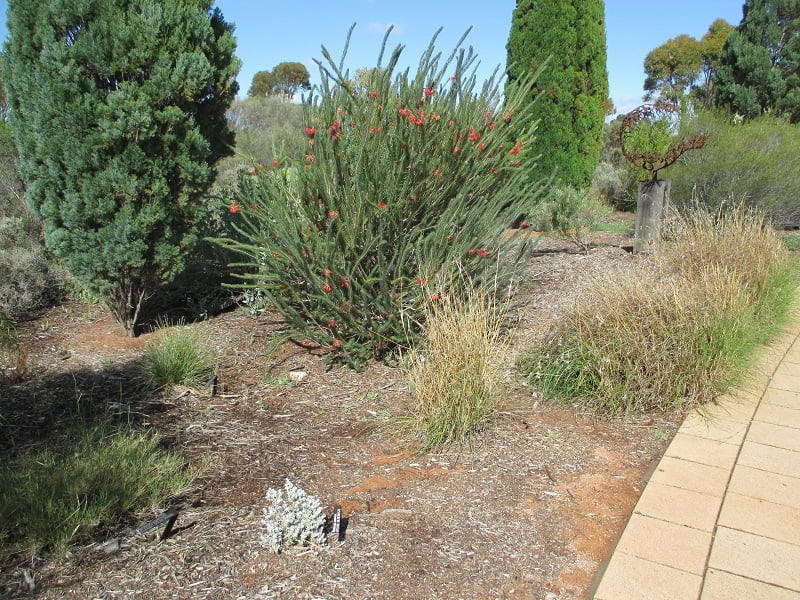 Diversity of plants in the Australian Arid Lands Botanic Garden